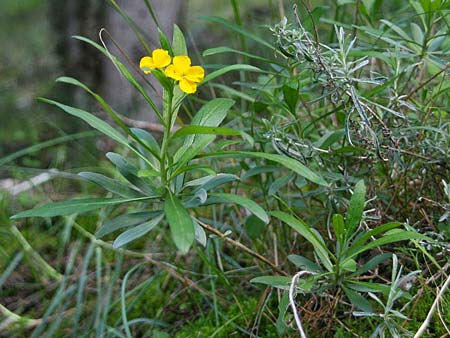Erysimum corinthium \ Korinther Sch�terich / Corinth Treacle Mustard, GR Akrokorinth 21.12.2014 (Photo: Gisela Nikolopoulou)
