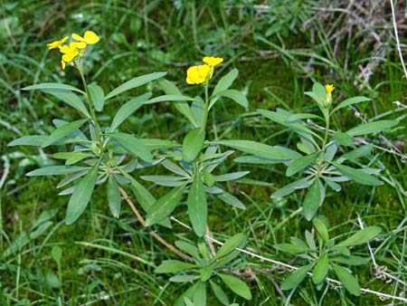 Erysimum corinthium \ Korinther Sch�terich / Corinth Treacle Mustard, GR Akrokorinth 21.12.2014 (Photo: Gisela Nikolopoulou)