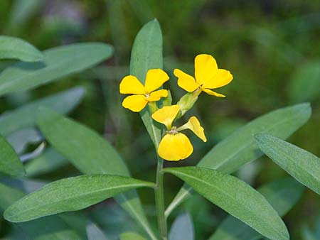 Erysimum corinthium \ Korinther Sch�terich / Corinth Treacle Mustard, GR Akrokorinth 21.12.2014 (Photo: Gisela Nikolopoulou)