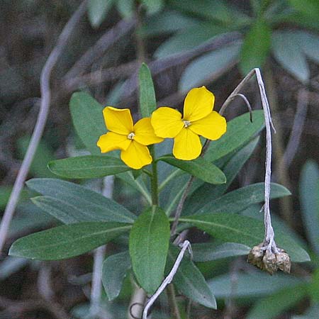Erysimum corinthium \ Korinther Sch�terich / Corinth Treacle Mustard, GR Akrokorinth 21.12.2014 (Photo: Gisela Nikolopoulou)