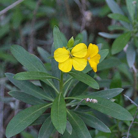 Erysimum corinthium \ Korinther Sch�terich / Corinth Treacle Mustard, GR Akrokorinth 21.12.2014 (Photo: Gisela Nikolopoulou)
