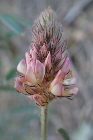 Onobrychis ebenoides \ Ebenholzstrauch�hnliche Esparsette, GR Hymettos 13.4.2024