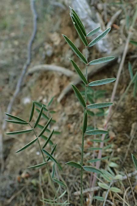 Onobrychis ebenoides \ Ebenholzstrauch�hnliche Esparsette, GR Hymettos 13.4.2024