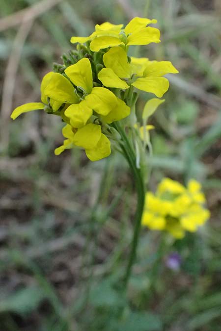 Erysimum pectinatum \ Kammartiger Sch�terich / Comb-Like Treacle Mustard, GR Peloponnes, Saitas 19.5.2024