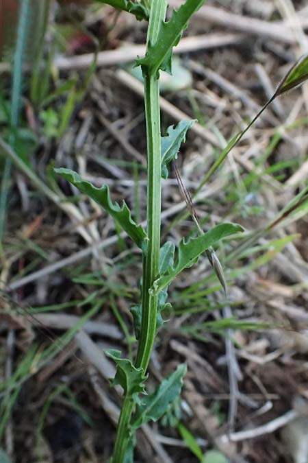 Erysimum pectinatum \ Kammartiger Sch�terich / Comb-Like Treacle Mustard, GR Peloponnes, Saitas 19.5.2024