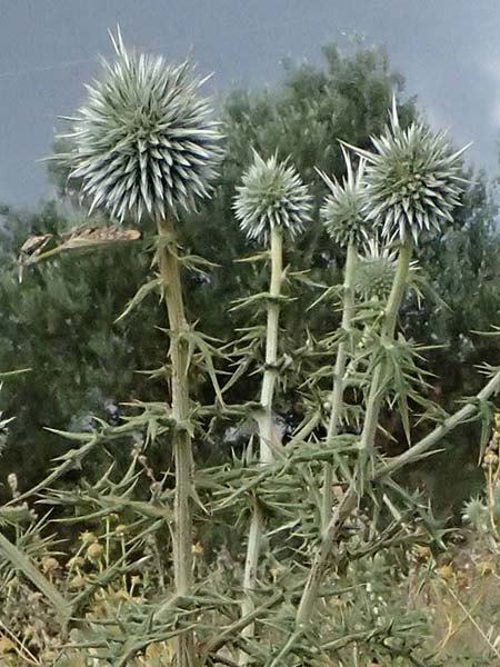 Echinops spinosissimus \ Dr�senhaarige Kugeldistel, GR Peloponnes, Taygetos, Neochori 26.5.2024