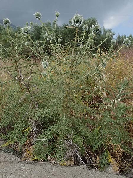 Echinops spinosissimus \ Dr�senhaarige Kugeldistel, GR Peloponnes, Taygetos, Neochori 26.5.2024
