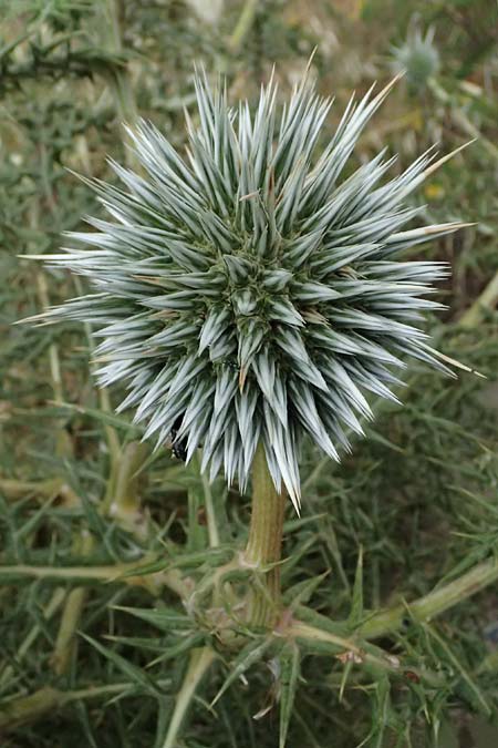 Echinops spinosissimus \ Dr�senhaarige Kugeldistel, GR Peloponnes, Taygetos, Neochori 26.5.2024