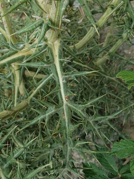 Echinops spinosissimus \ Dr�senhaarige Kugeldistel, GR Peloponnes, Taygetos, Neochori 26.5.2024