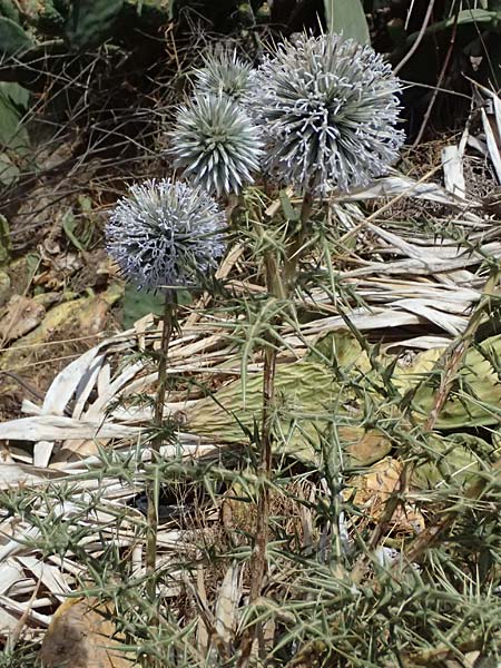 Echinops spinosissimus \ Dr�senhaarige Kugeldistel, GR Peloponnes, Itilo 30.5.2024