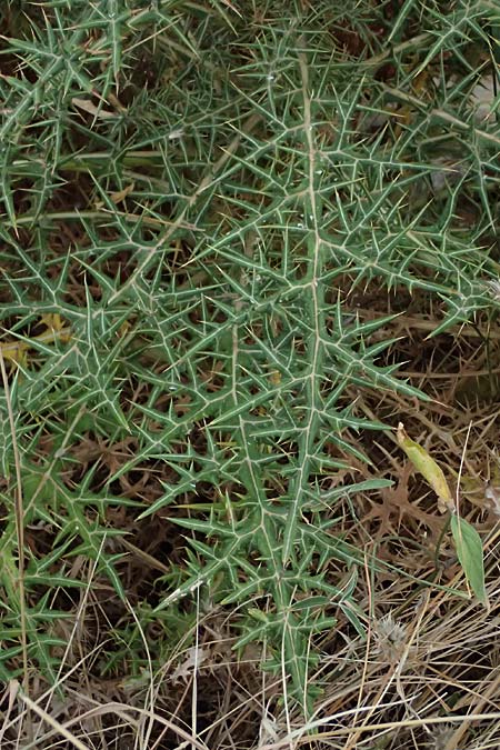 Echinops spinosissimus \ Dr�senhaarige Kugeldistel, GR Peloponnes, Porto Kagio 30.5.2024