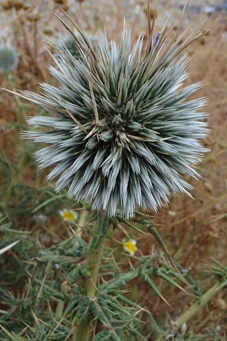 Echinops spinosissimus \ Dr�senhaarige Kugeldistel, GR Peloponnes, Porto Kagio 30.5.2024