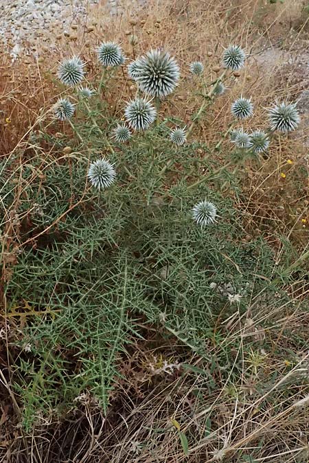 Echinops spinosissimus \ Dr�senhaarige Kugeldistel, GR Peloponnes, Porto Kagio 30.5.2024