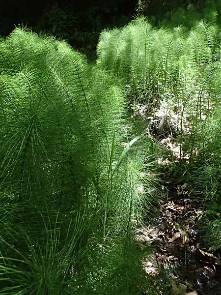 Equisetum telmateia \ Riesen-Schachtelhalm / Great Horsetail, GR Peloponnes, Mt. Kyllini, Evrostina 22.5.2024