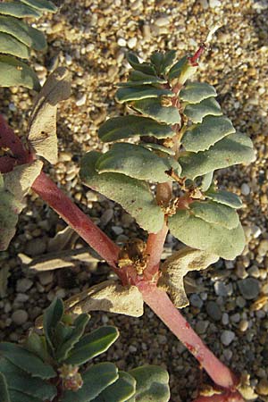 Chamaesyce peplis \ Sumpfquendel-Wolfsmilch / Purple Spurge, GR Parga 24.8.2007