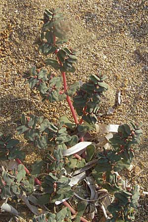 Chamaesyce peplis \ Sumpfquendel-Wolfsmilch / Purple Spurge, GR Parga 24.8.2007