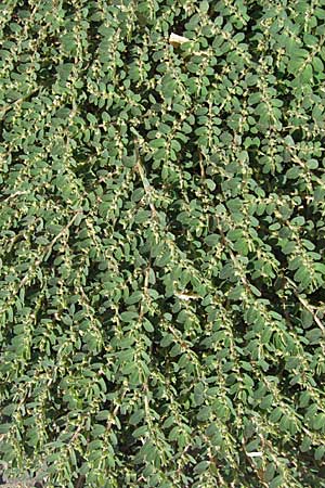 Chamaesyce prostrata \ Hingestreckte Wolfsmilch / Trailing Red Spurge, Prostrate Spurge, GR Kalambaka 28.8.2007