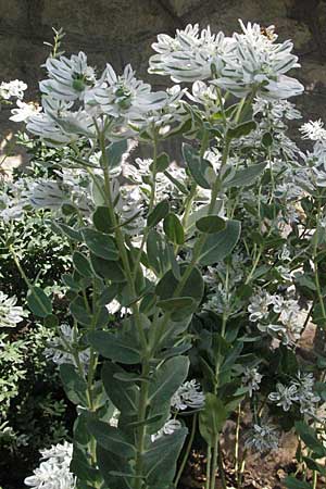 Euphorbia marginata \ Wei&szlig;rand-Wolfsmilch, Schnee auf dem Berge / Variegated Spurge, White-Margined Spurge, GR Hymettos 31.8.2007