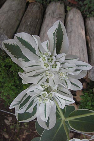 Euphorbia marginata \ Wei&szlig;rand-Wolfsmilch, Schnee auf dem Berge / Variegated Spurge, White-Margined Spurge, GR Hymettos 31.8.2007