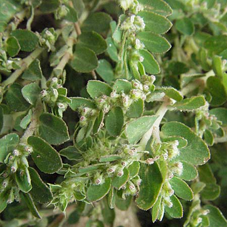 Chamaesyce prostrata \ Hingestreckte Wolfsmilch / Trailing Red Spurge, Prostrate Spurge, GR Mykene 3.9.2007