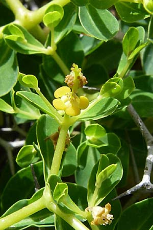 Euphorbia acanthothamnos \ Dornbusch-Wolfsmilch / Greek Spiny Spurge, GR Hymettos 20.5.2008