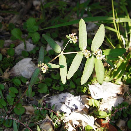 Chamaesyce nutans \ Nickende Wolfsmilch / Eyebane, Nodding Spurge, GR Athen 5.9.2014