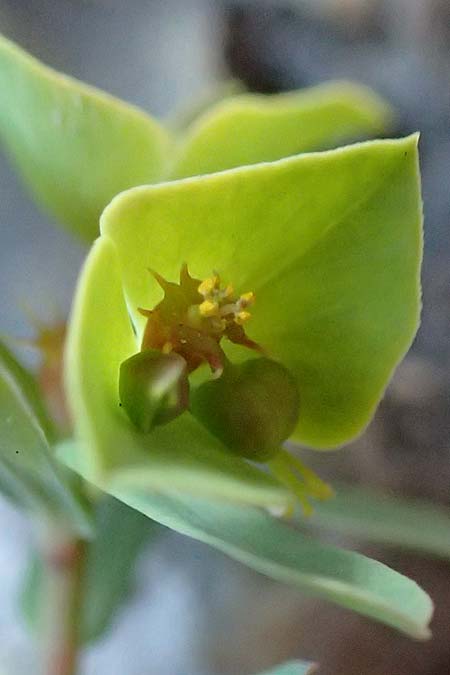 Euphorbia deflexa \ Herabgebogene Wolfsmilch / Deflexed Spurge, GR Parnitha 22.3.2019