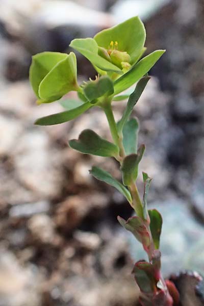 Euphorbia deflexa \ Herabgebogene Wolfsmilch / Deflexed Spurge, GR Parnitha 22.3.2019