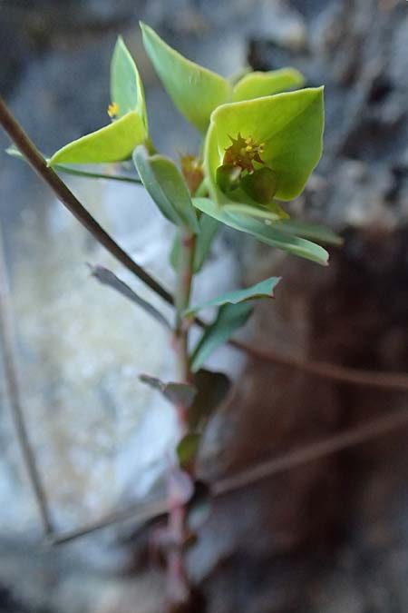 Euphorbia deflexa \ Herabgebogene Wolfsmilch / Deflexed Spurge, GR Parnitha 22.3.2019