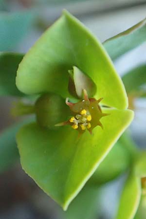 Euphorbia deflexa \ Herabgebogene Wolfsmilch / Deflexed Spurge, GR Parnitha 22.3.2019