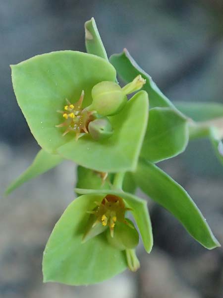 Euphorbia deflexa \ Herabgebogene Wolfsmilch / Deflexed Spurge, GR Parnitha 22.3.2019