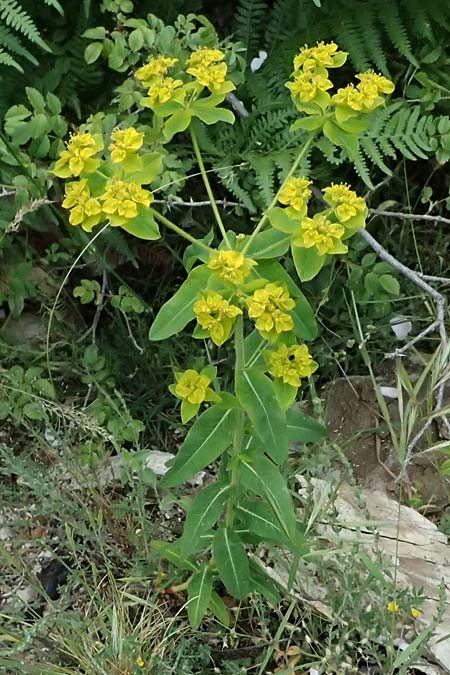 Euphorbia oblongata \ Eibl&auml;ttrige Wolfsmilch / Eggleaf Spurge, Balkan Spurge, GR Peloponnes, Taygetos 27.5.2024