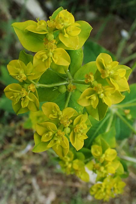 Euphorbia oblongata \ Eibl&auml;ttrige Wolfsmilch / Eggleaf Spurge, Balkan Spurge, GR Peloponnes, Taygetos 27.5.2024