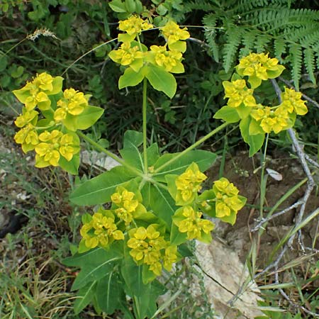 Euphorbia oblongata \ Eibl&auml;ttrige Wolfsmilch / Eggleaf Spurge, Balkan Spurge, GR Peloponnes, Taygetos 27.5.2024