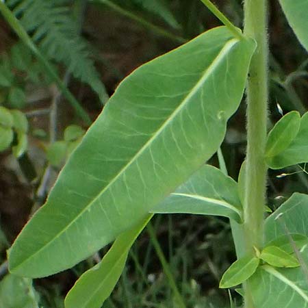 Euphorbia oblongata \ Eibl&auml;ttrige Wolfsmilch / Eggleaf Spurge, Balkan Spurge, GR Peloponnes, Taygetos 27.5.2024