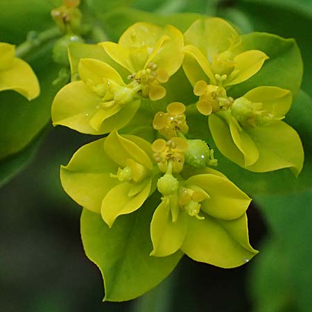 Euphorbia oblongata \ Eibl&auml;ttrige Wolfsmilch / Eggleaf Spurge, Balkan Spurge, GR Peloponnes, Taygetos 27.5.2024