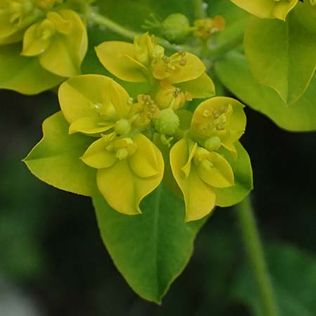 Euphorbia oblongata \ Eibl&auml;ttrige Wolfsmilch / Eggleaf Spurge, Balkan Spurge, GR Peloponnes, Taygetos 27.5.2024