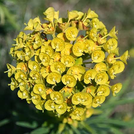 Euphorbia characias \ Palisaden-Wolfsmilch / Large Mediterranean Spurge, GR Akrokorinth 20.3.2012 (Photo: Gisela Nikolopoulou)