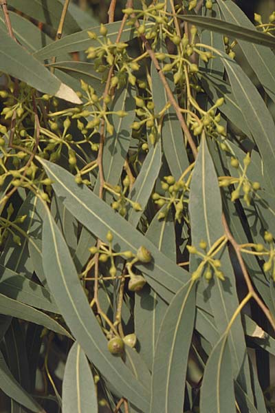 Eucalyptus globulus \ Blauer Eukalyptus / Blue Gum, GR Amvrakikos Kolpos ( Golf/gulf ) 5.9.2007