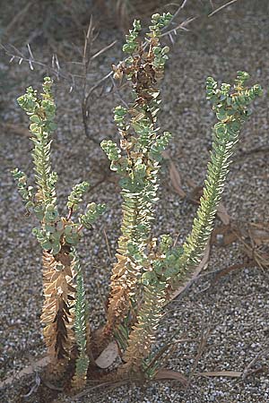 Euphorbia paralias \ K&uuml;sten-Wolfsmilch / Sea Spurge, GR Preveza 6.9.2007