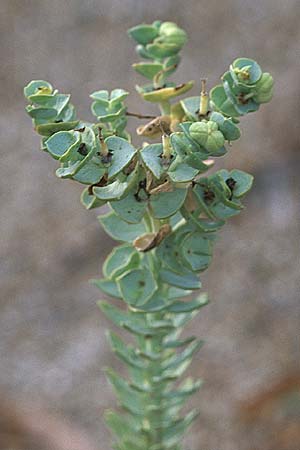 Euphorbia paralias \ K&uuml;sten-Wolfsmilch / Sea Spurge, GR Preveza 6.9.2007