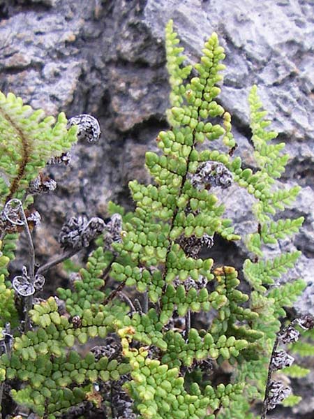 Cheilanthes acrostica \ Mauer-Lippenfarn / Scented Lip Fern, GR Igoumenitsa 13.5.2008