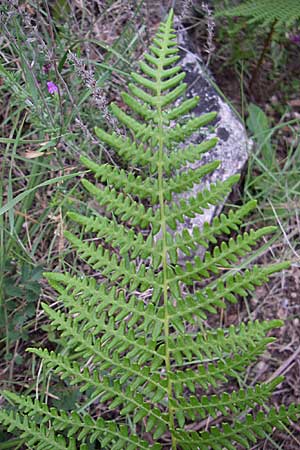 Pteridium pinetorum \ Kiefernwald-Adlerfarn, Nrdlicher Adlerfarn / Pinewood Bracken, GR Igoumenitsa 13.5.2008