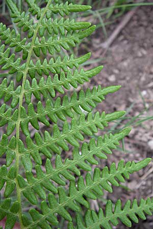 Pteridium pinetorum \ Kiefernwald-Adlerfarn, Nrdlicher Adlerfarn / Pinewood Bracken, GR Igoumenitsa 13.5.2008