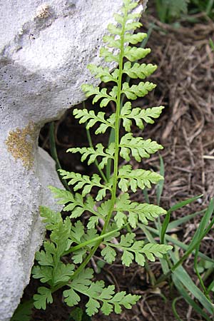 Cystopteris fragilis \ Zerbrechlicher Blasenfarn / Brittle Bladder Fern, GR Timfi 17.5.2008