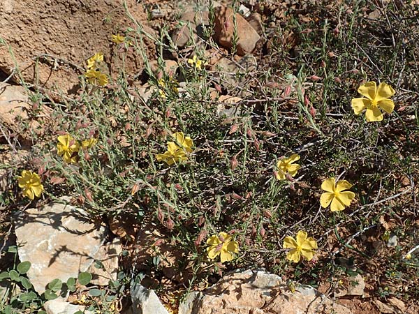 Fumana arabica \ Zwerg-Nadelrschen / Mediterranean Sun-Rose, GR Hymettos 23.3.2019