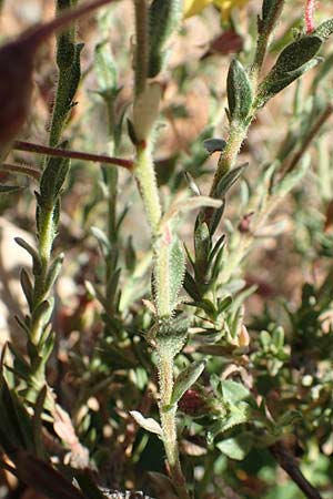 Fumana arabica \ Zwerg-Nadelrschen / Mediterranean Sun-Rose, GR Hymettos 23.3.2019