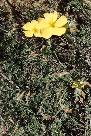 Fumana arabica \ Zwerg-Nadelrschen / Mediterranean Sun-Rose, GR Hymettos 23.3.2019
