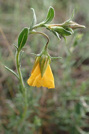Fumana arabica \ Zwerg-Nadelrschen / Mediterranean Sun-Rose, GR Athen, Mount Egaleo 10.4.2019