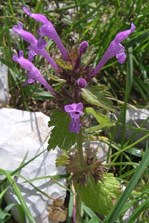 Lamium bifidum \ Zweispaltige Taubnessel, Balkan-Taubnessel / Balkan Dead-Nettle, GR Timfi 17.5.2008